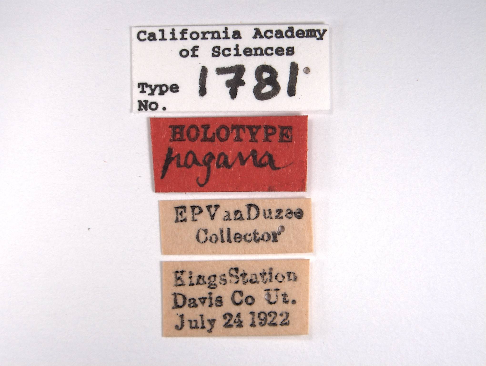 Mesamia pagana image